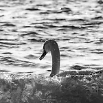 Semesterbostad Amrai Auf Der Insel Ruegen *